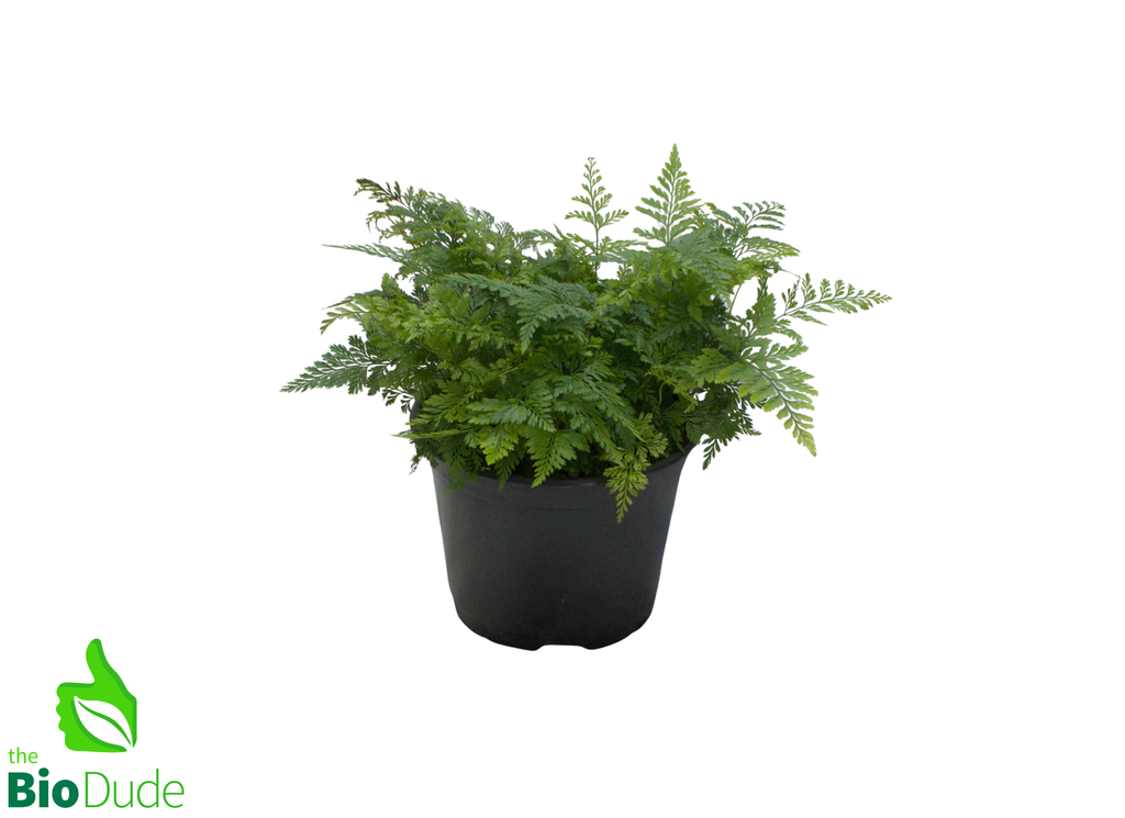 6" Pot Rabbit's Foot Fern
