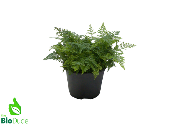 6" Pot Rabbit's Foot Fern