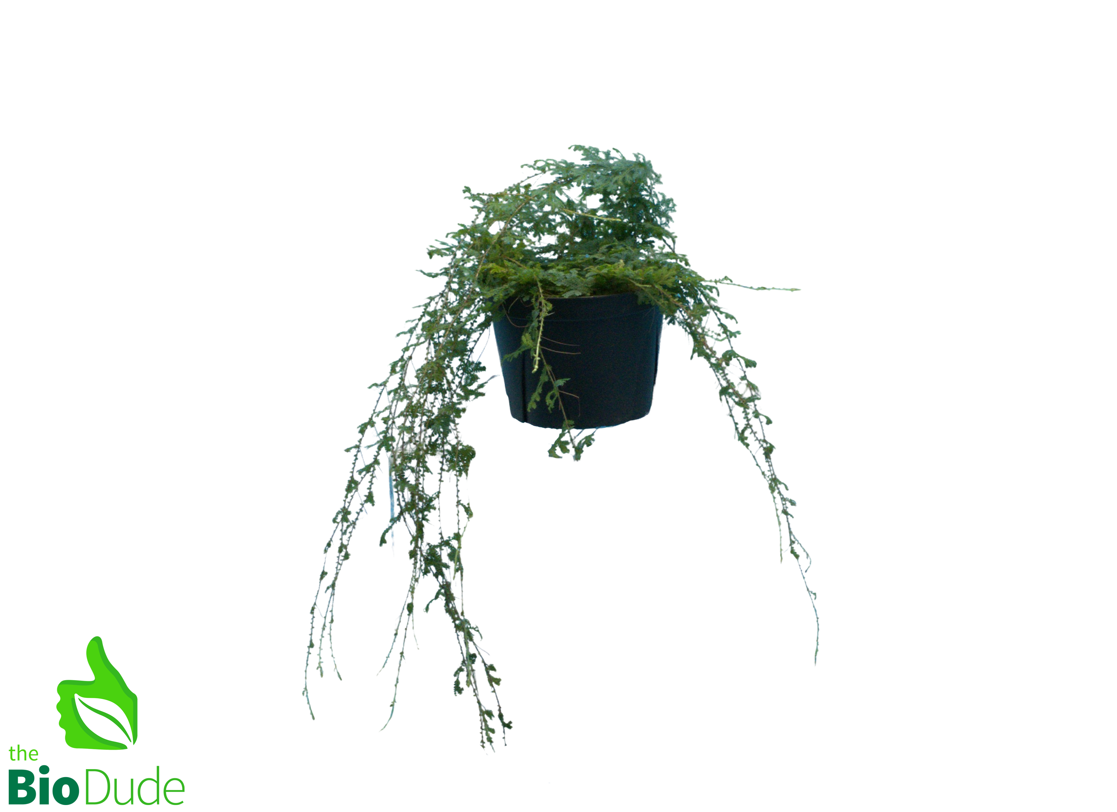 rainbow moss hanging plant 6" Pot Selaginella 'Peacock Rainbow' Clubmoss – The Bio Dude