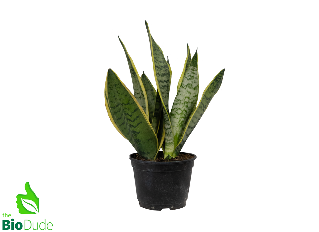 6" Pot Sansevieria Snake Plant Taller Variety