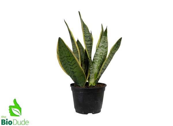 6" Pot Sansevieria Snake Plant Taller Variety