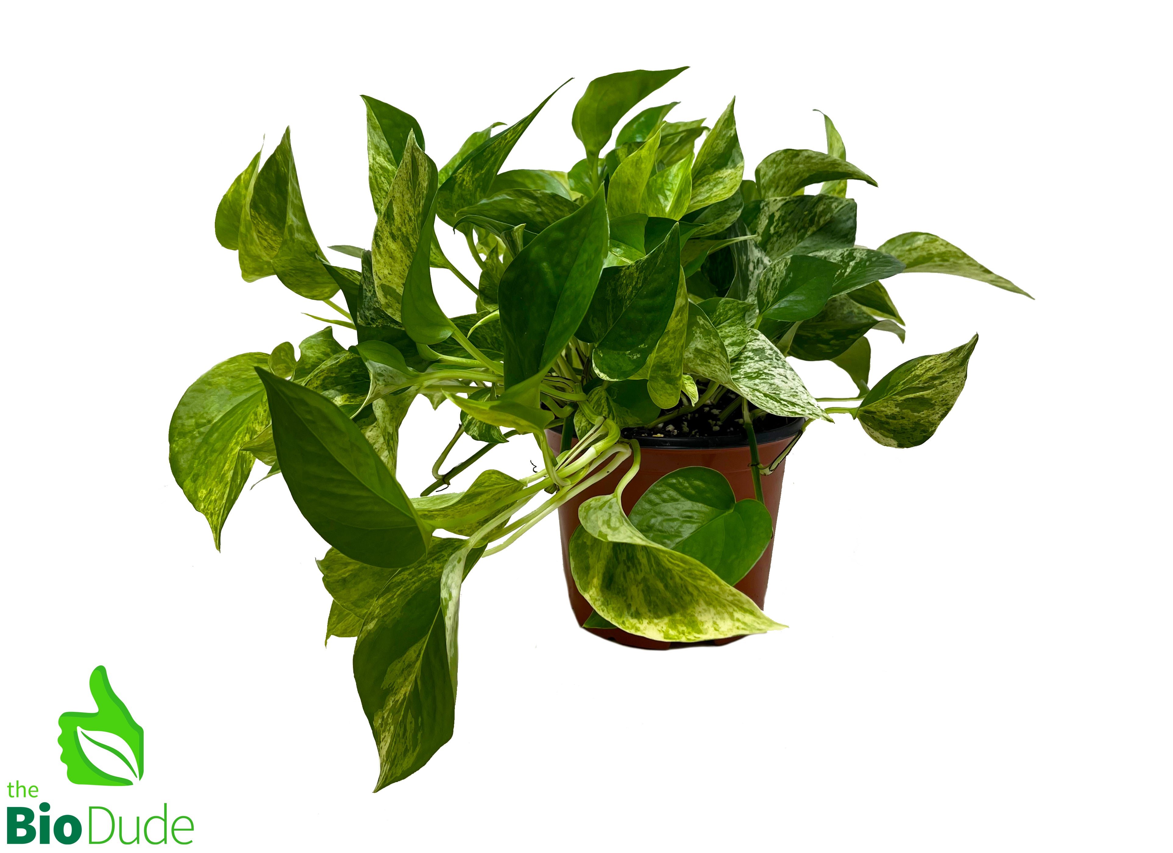marble pothos scientific name 6" Pot Marble Queen Pothos
