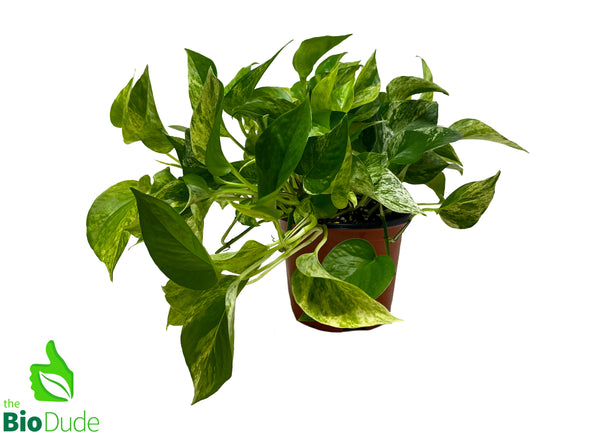 6" Pot Marble Queen Pothos