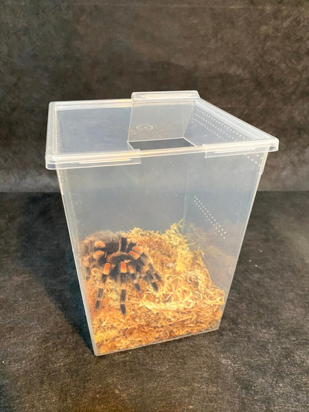 Vented Square Invertebrate Enclosure – 7 oz, 24 oz & 80 oz