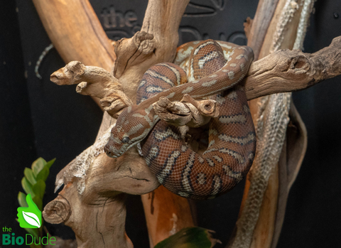 Morelia Bredli Python - Peanut