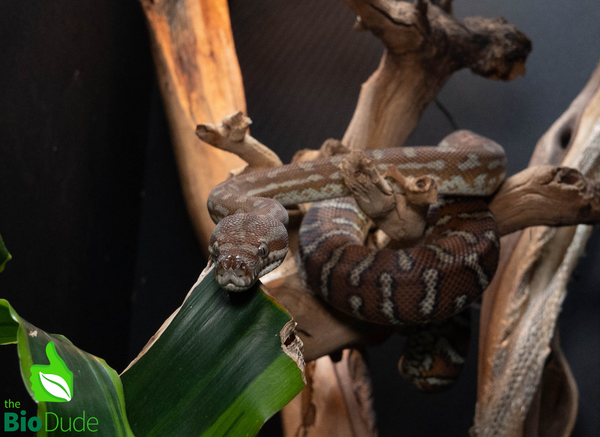 Morelia Bredli Python - Peanut