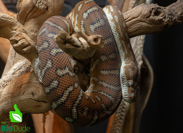 Morelia Bredli Python - Peanut
