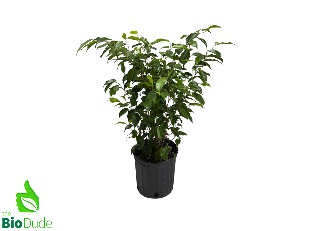 8" Pot Ficus Bush-Form Tree -Large