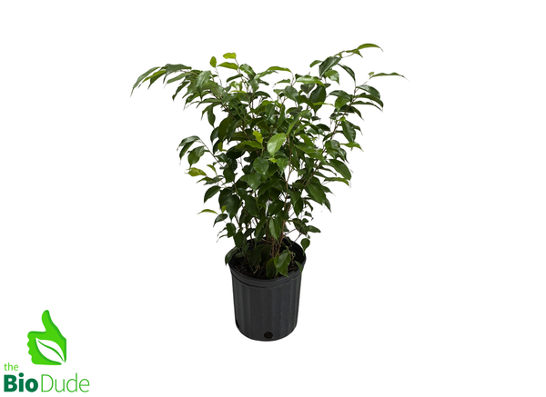 8" Pot Ficus Bush-Form Tree -Large