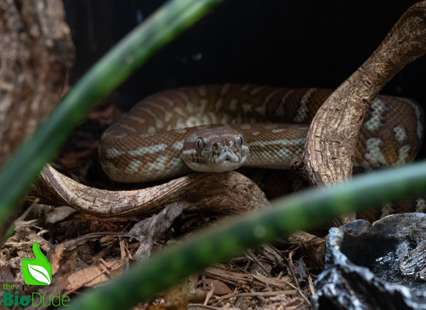 Morelia Bredli Python - Marshmallow