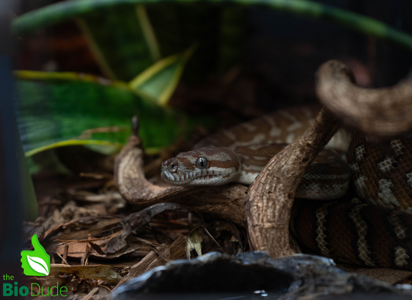 Morelia Bredli Python - Marshmallow