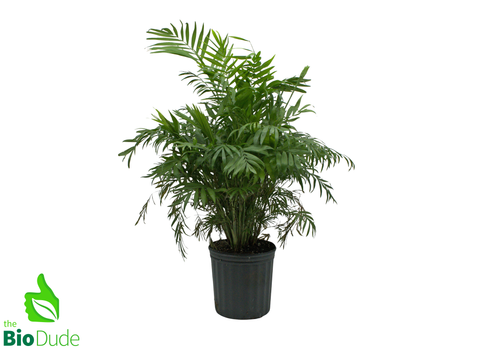 8" Pot Neanthe Bella Palm
