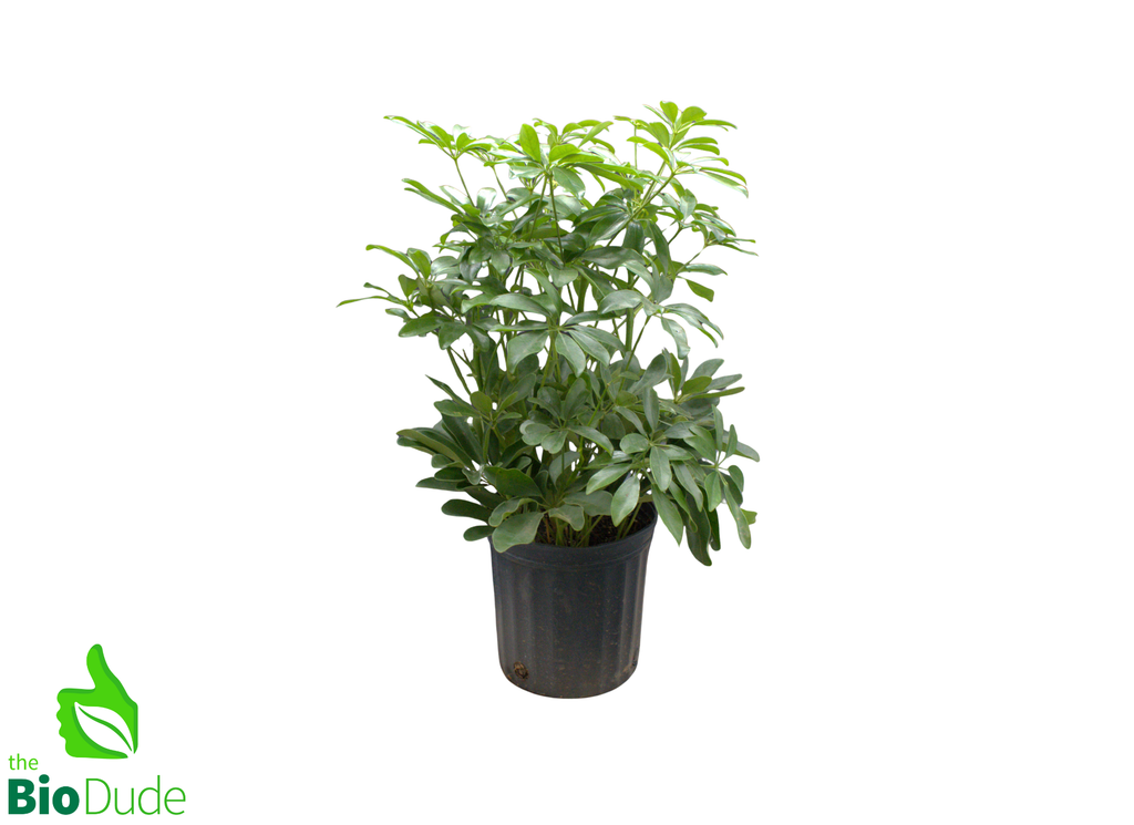 8" Pot Schefflera Tree