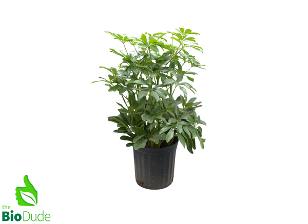 8" Pot Schefflera Tree