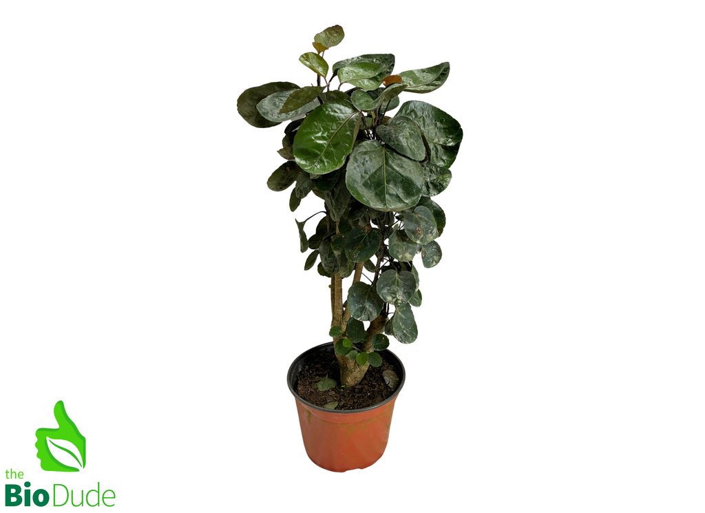 8" Pot Aralia Fabian