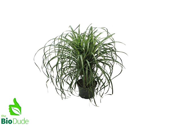 8" Pot Guatemalan Ponytail Palm