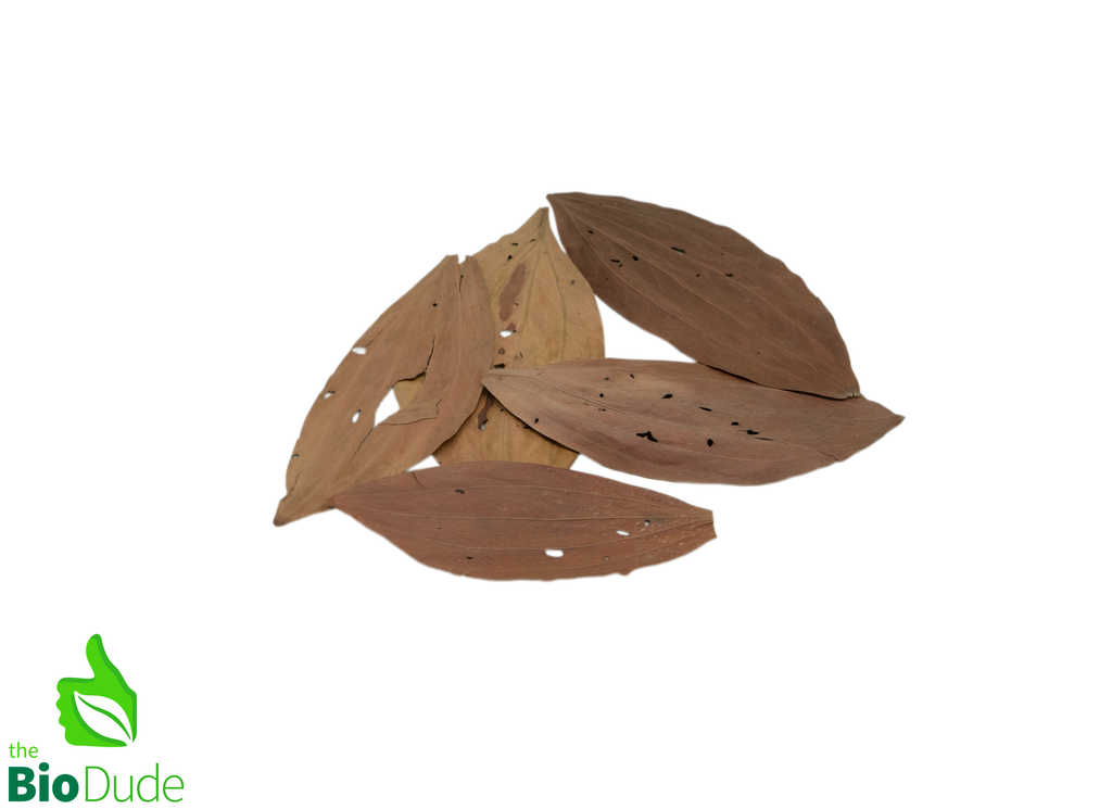 Colombian Leaf Litter - Acacia Leaves - 15 count