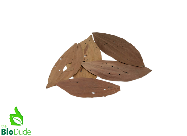 Colombian Leaf Litter - Acacia Leaves - 15 count
