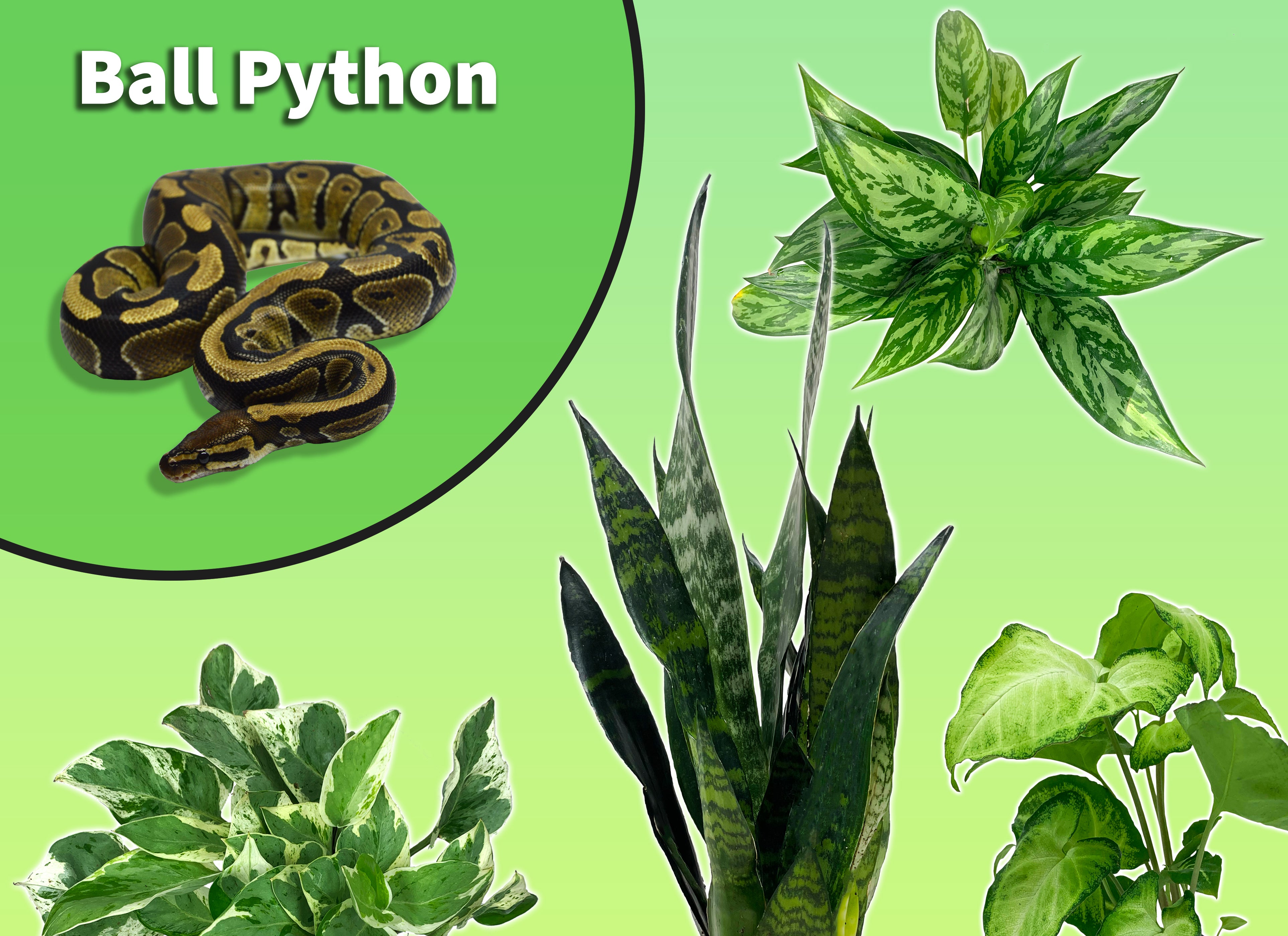 Ball Python Starter Plant Pack – The Bio Dude