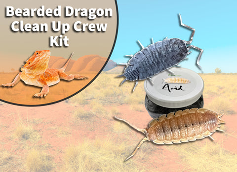 Bearded Dragon Clean Up Crew Pack  *includes overnight shipping*