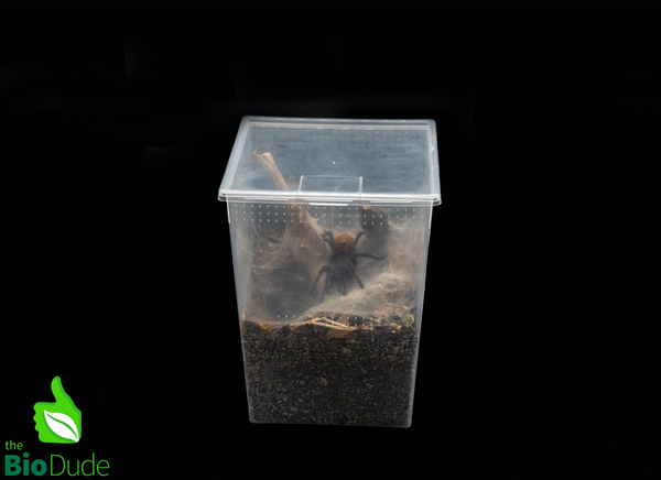 Vented Square Invertebrate Enclosure – 7 oz, 24 oz & 80 oz