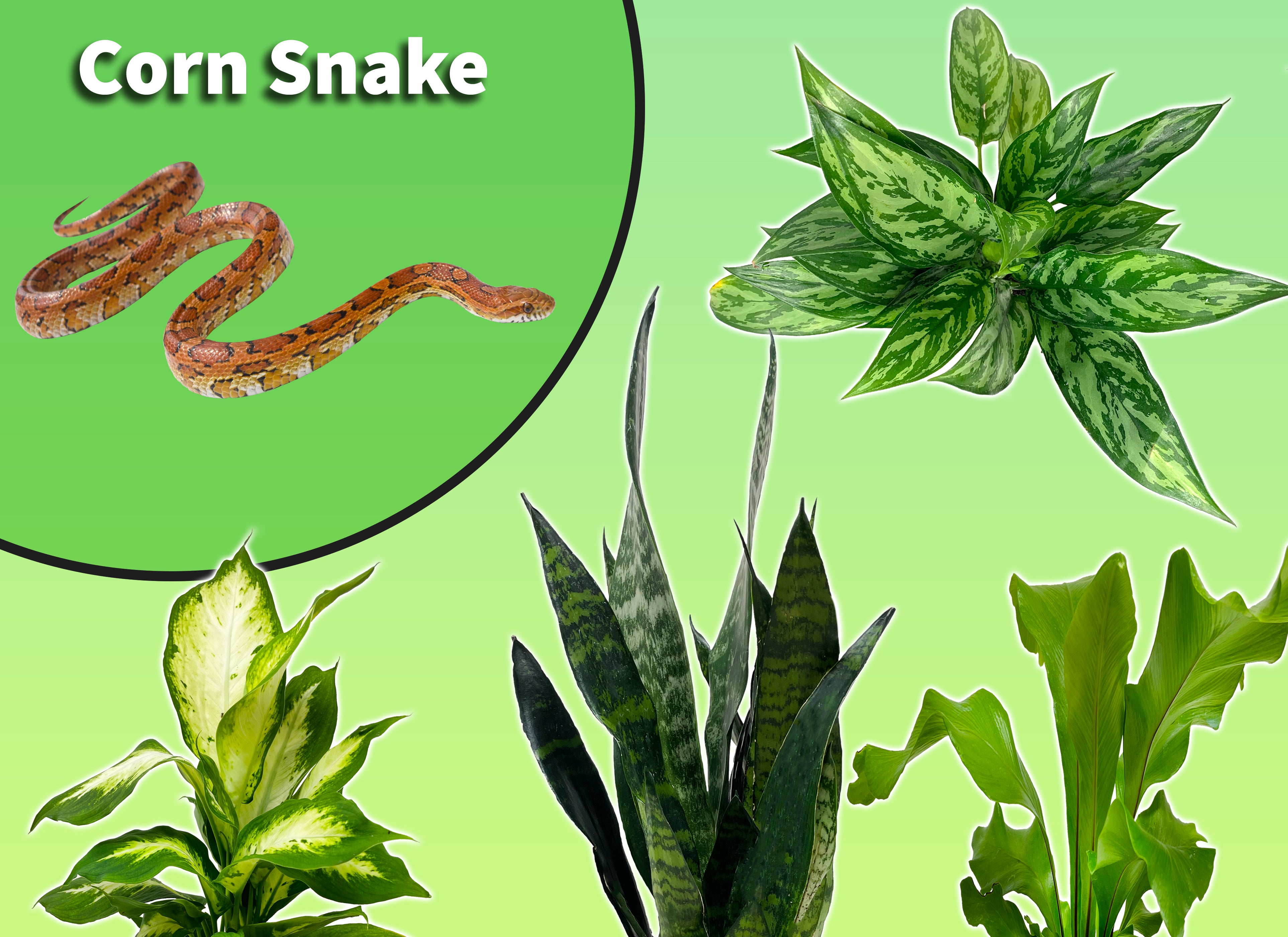 Corn snake bioactive kit Clearance
