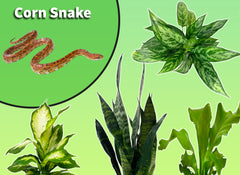 plants connected to snakes Corn Snake Starter Plant Pack
