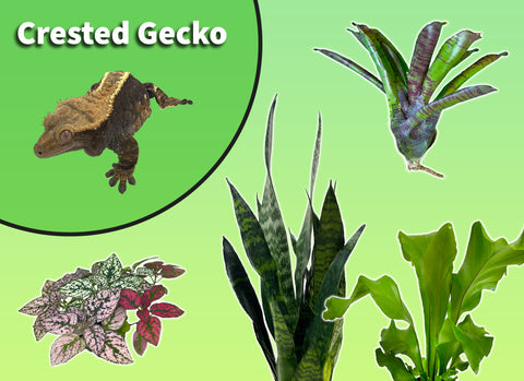 Crested Gecko Starter Plant Pack