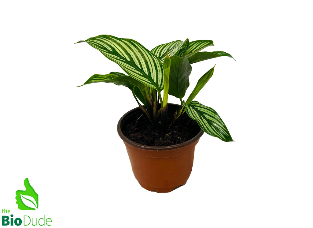 4" Pot Calathea Vittata