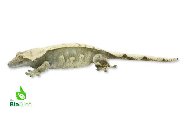 Correlophus ciliatus (captive-bred) | Crested Gecko - Adult Female