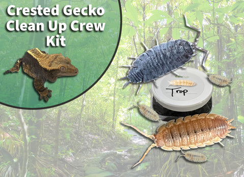 Crested Gecko Clean Up Crew, isopods and springtails