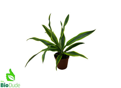 4" Pot Dracaena-Warneckii Gold Star