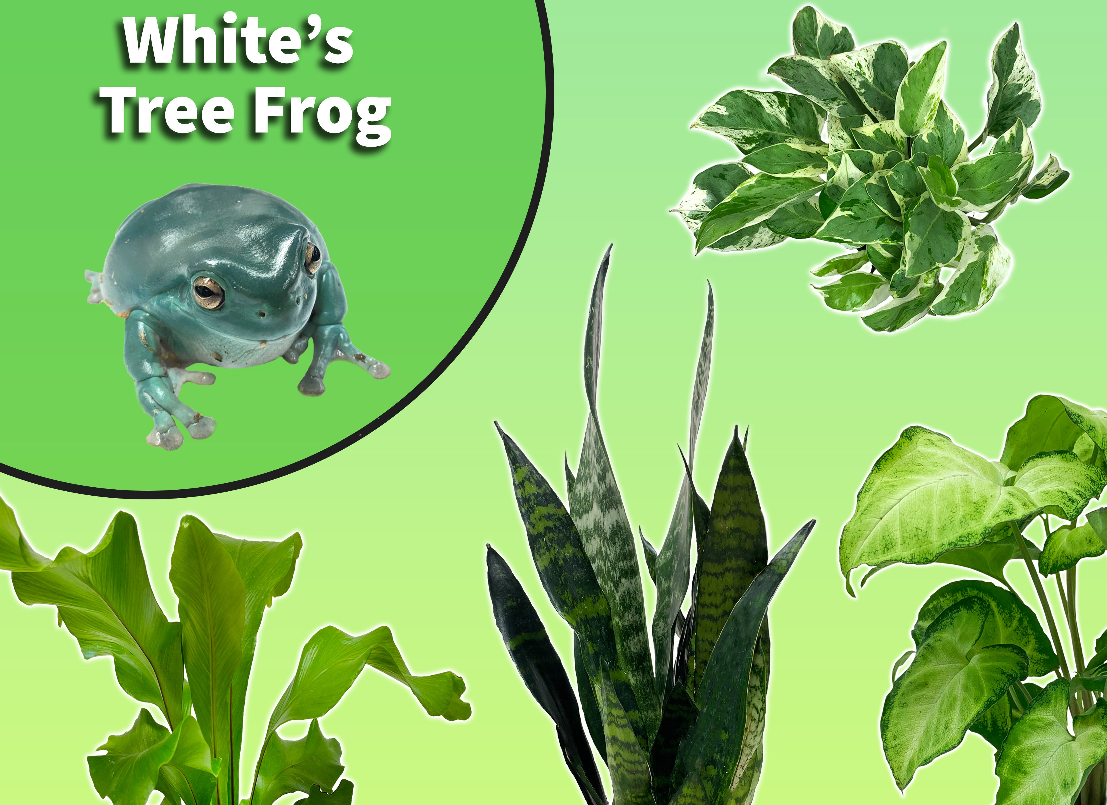 Whites Tree Frog Starter Plant Pack – The Bio Dude