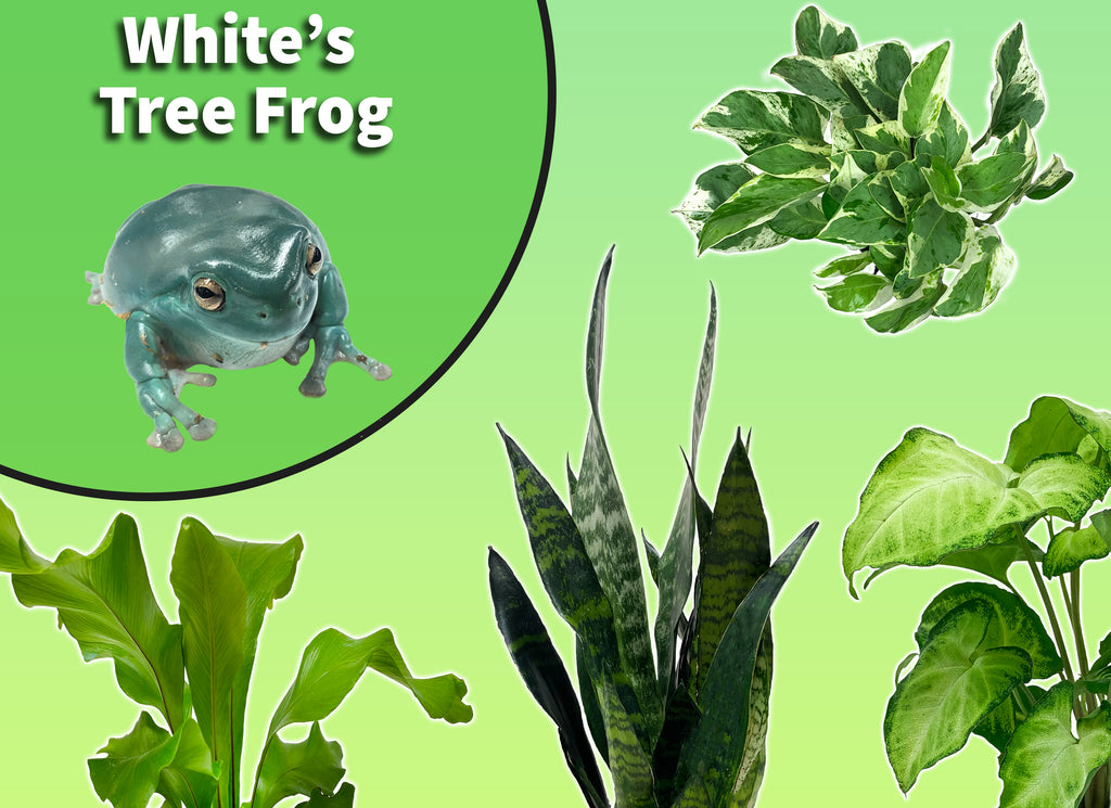 Whites Tree Frog Starter Plant Pack