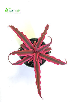 4" Pot Cryptanthus Earth Star Dude's Choice