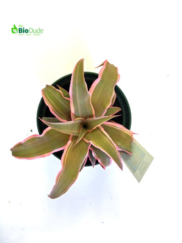 4" Pot Cryptanthus Earth Star Dude's Choice