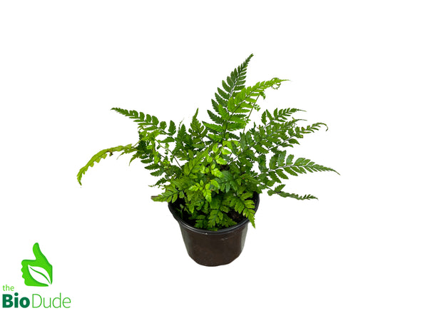 4" Pot Korean Rock Fern
