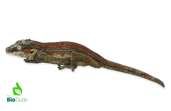 Rhacodactylus auriculatus (captive-bred) | Gargoryle Gecko - Adult Male
