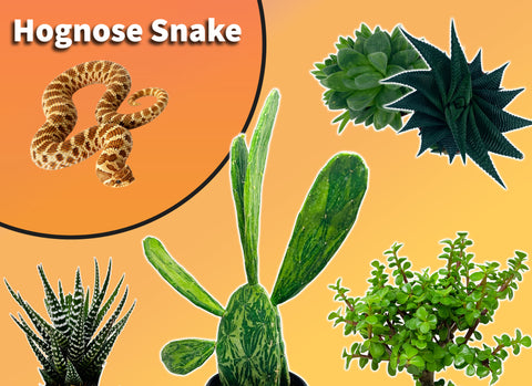 Western Hognose Snake Starter Plant Pack