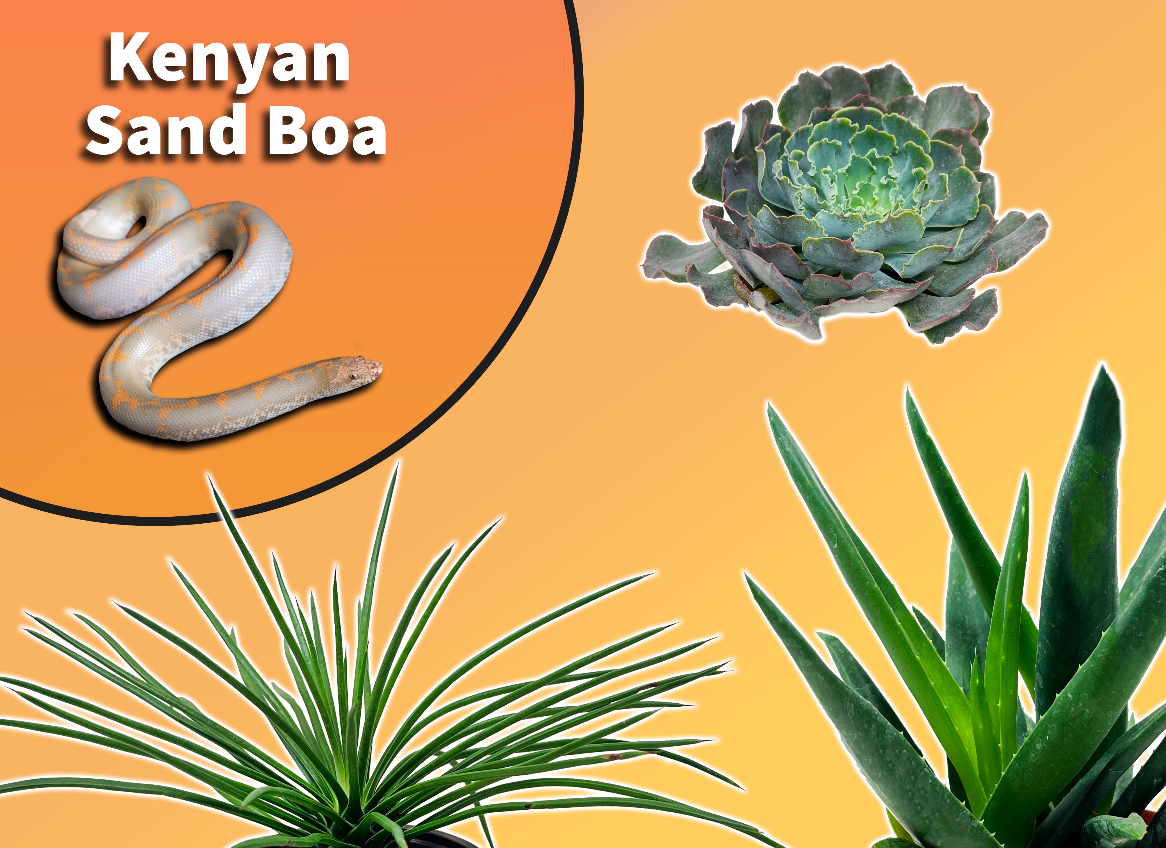 best substrate for snake plant Kenyan Sand Boa Starter Plant Pack – The Bio Dude