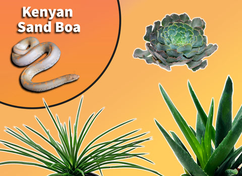 Kenyan Sand Boa Starter Plant Pack