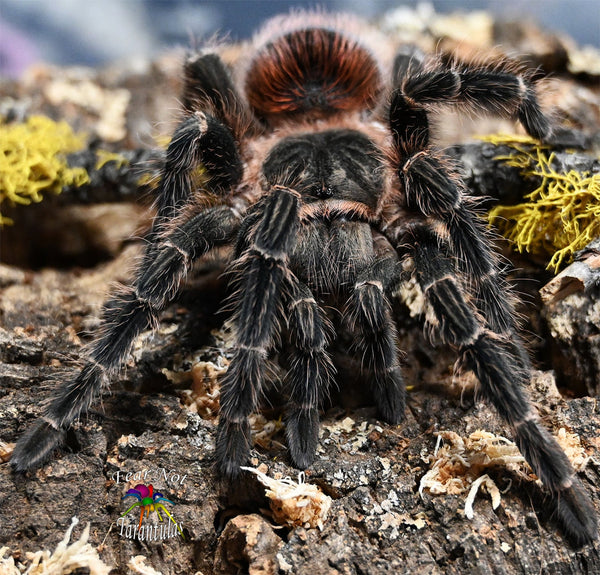 Lasiodora klugi – Bahia Scarlet Birdeater Tarantula | Massive Brazilian Giant | Live Arrival Guarantee | TDE
