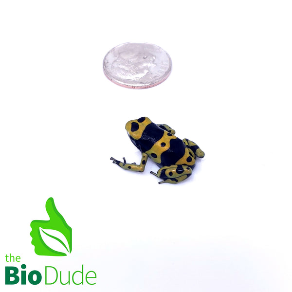 Dendrobates leucomelas ‘bumblebee’