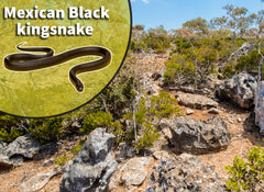 Mexican Black King Snake (Lampropeltis getula nigrita) Bioactive