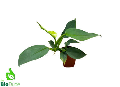 4" Pot Philodendron Silver Sword
