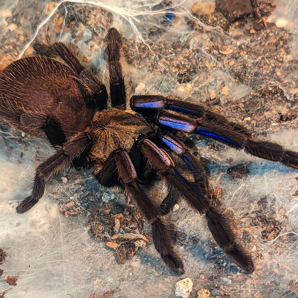 Chilobrachys natanicharum - Electric Blue Tarantula for Sale | TDE