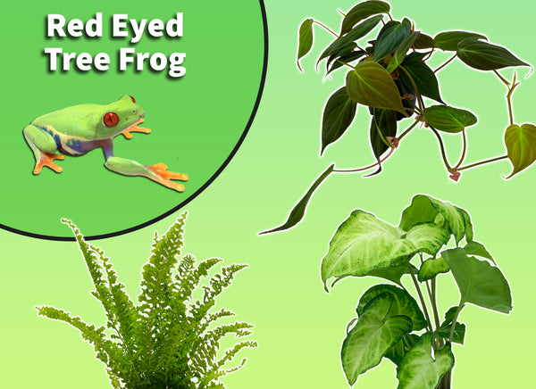 Red-Eyed Tree Frog Starter Plant Pack