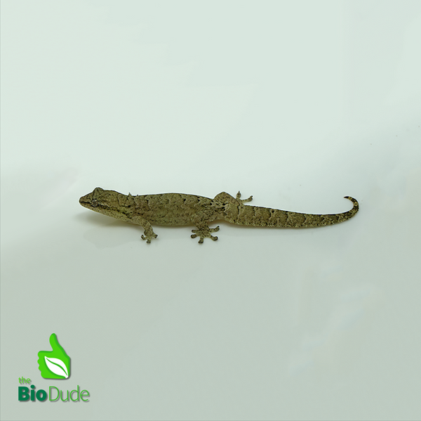 Captive Bred Mourning Gecko