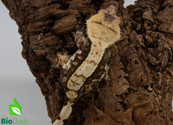 Crested Gecko - Adult Female