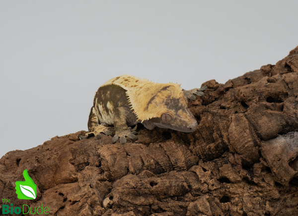 Crested Gecko - Adult Female
